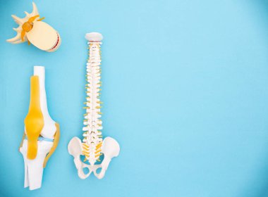 Mavi arka planda insan omurgası, diz eklemi ve omurlar arası diskin tıbbi modelleri. İnsan kas iskeleti sisteminin tedavisi, osteoporoz, kemik ve eklem hastalıkları. Metin ve biyomekanik için boşluk kopyala
