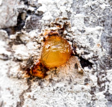 Kahverengi reçineyi ağaçta iyileştiriyorum, yakın plan. Doğal tıp, orman.