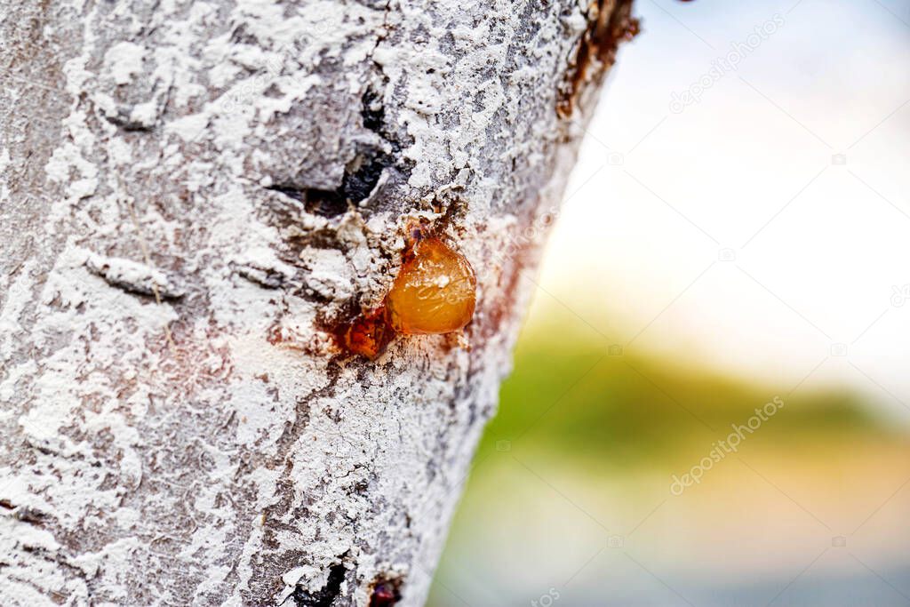Healing brown resin on a tree, close-up. Natural medicine, forest