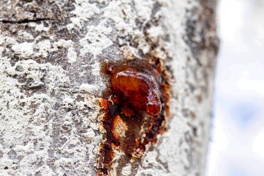 Kahverengi reçineyi ağaçta iyileştiriyorum, yakın plan. Doğal tıp, orman.