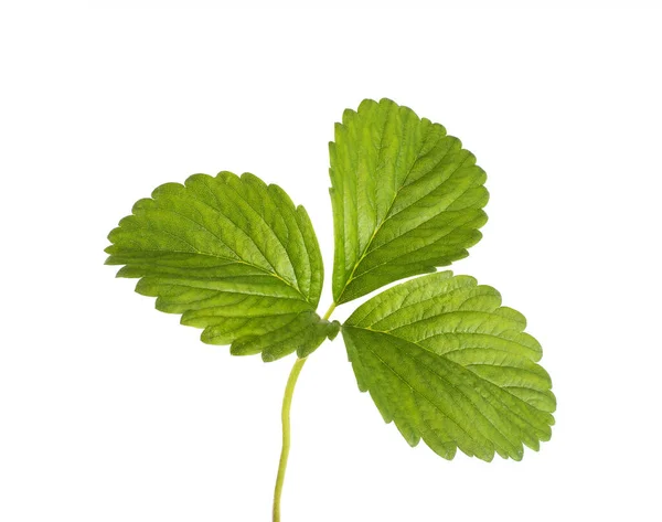 Foglia Fragola Fresca Fondo Bianco Isolata Primo Piano Estate — Foto Stock