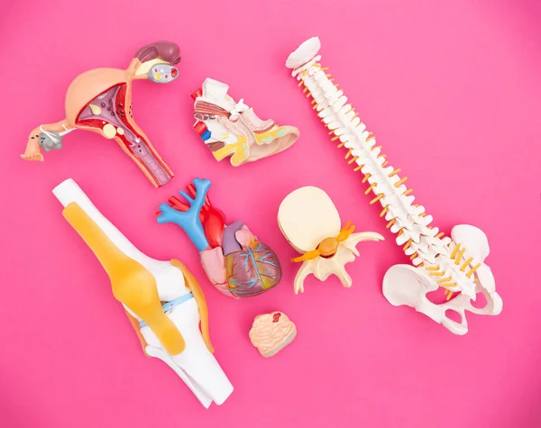 Diseños Órganos Humanos Sobre Fondo Rosa Concepto Complicaciones Los Órganos —  Fotos de Stock