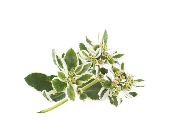 Roślina Euphorbia Białym Tle Izolacja Zbliżenie Botaniczne — Zdjęcie stockowe