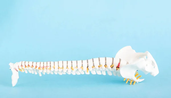 Human spine mockup on blue background. Diseases and Spine Concept and Treatment. Copy space for text — Stock Photo, Image