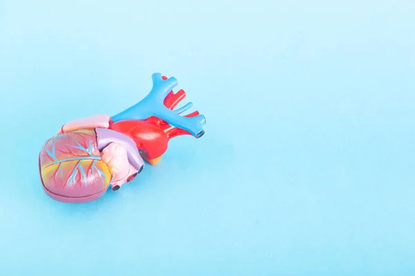 Diseño del corazón humano sobre fondo azul. Cardiopatía y concepto de tratamiento, cardiología. Copiar espacio para texto, tratamiento — Foto de Stock