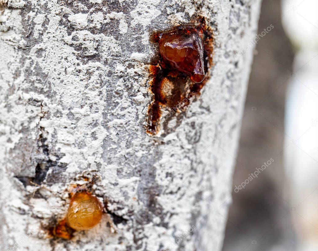 Healing brown resin on a tree, close-up. Natural medicine, forest