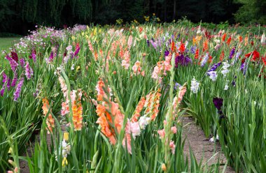 Gladioli 'nin farklı renklerdeki çiçek fidanlığı, arka plan.