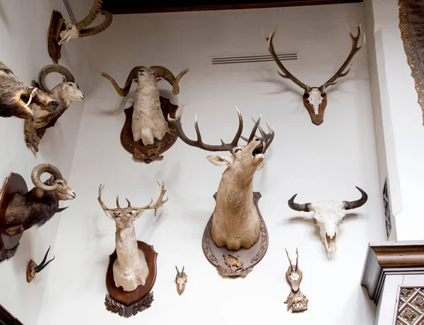 Many stuffed animals hang on the wall in the hunter\'s room, trophies. Stuffed goats with horns, hunting
