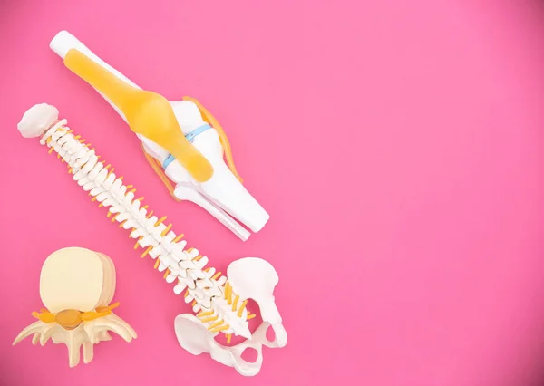 Human Spine Knee Joint Intervertebral Disc Medical Mockups Pink Background — Stock Photo, Image