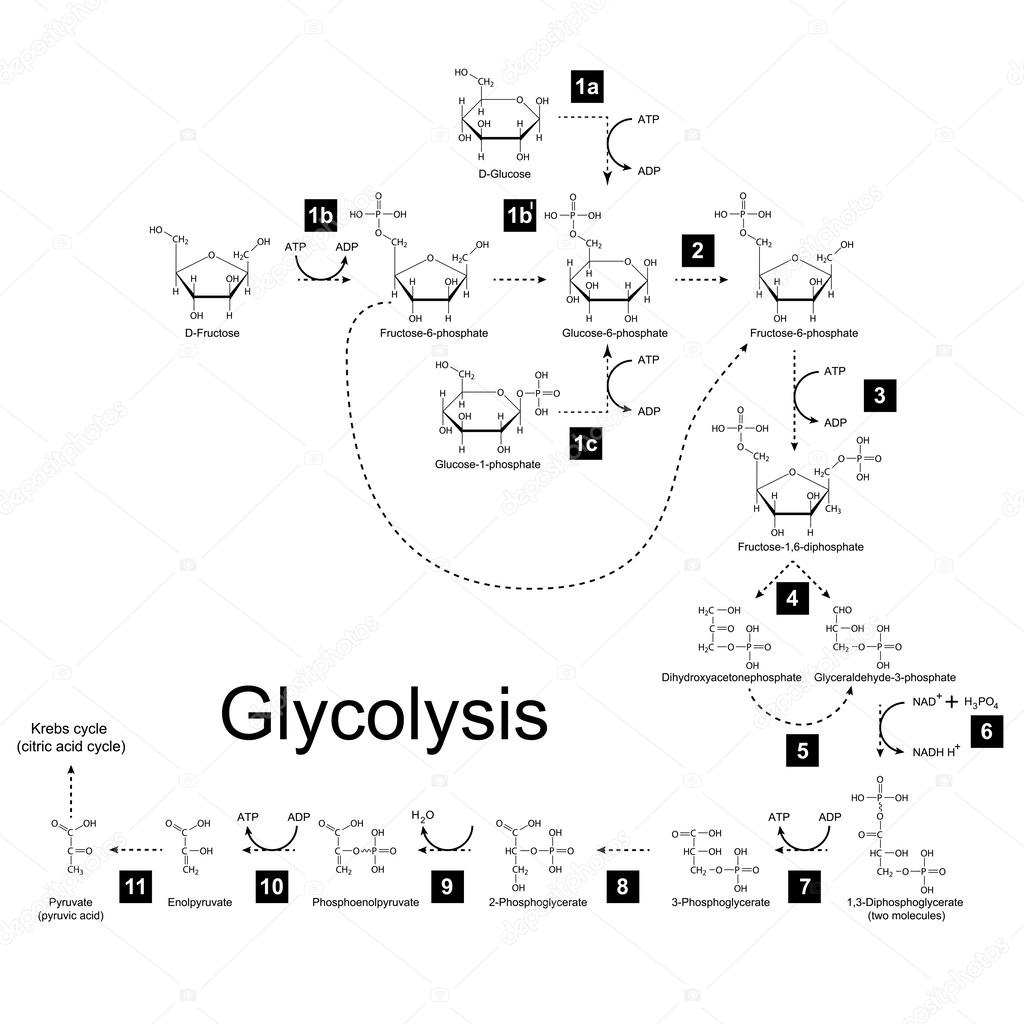 Schéma chimique de la voie métabolique de glycolyse image vectorielle ...