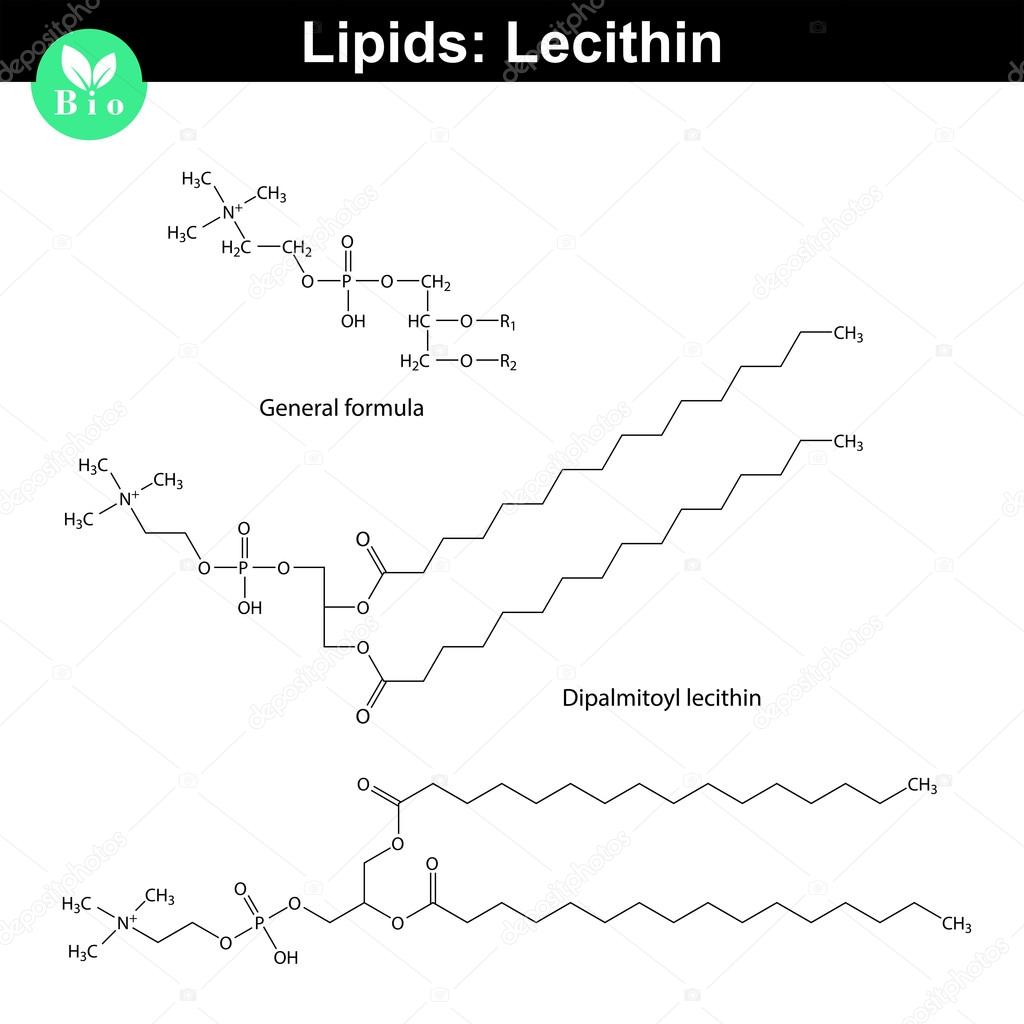 Lecithin chemical structure Stock Vector Image by ©logos2012 90816688