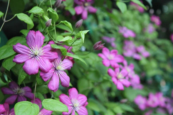 Clematis Flores Jardim Jardinagem Vertical — Fotografia de Stock