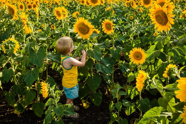 Childhood in the sunflowers — Stock Photo, Image