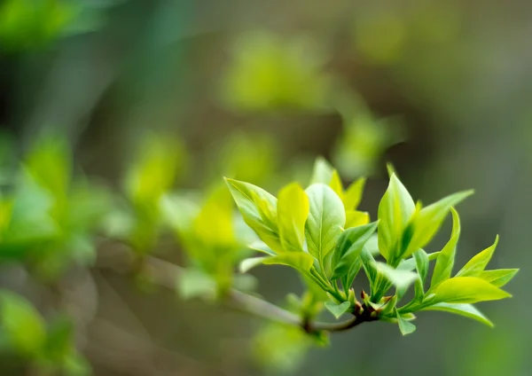 The first leaves — Stock Photo, Image