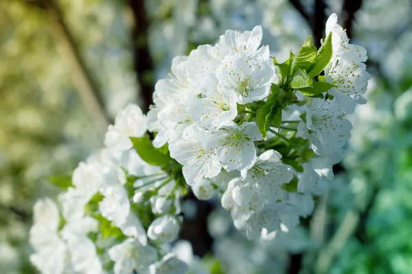 Zarte Kirschblüten — Stockfoto