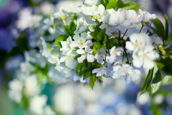 Zarte Kirschblüten — Stockfoto