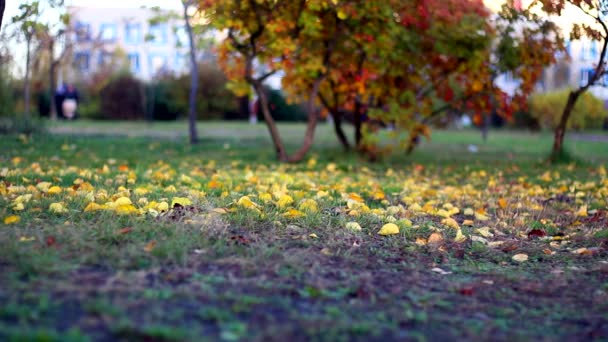 Foglie Gialle Cadono Autunno Presto Nevicherà Gelerà — Video Stock