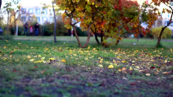 Желтые Листья Опадают Осенью Скоро Будет Мороз Снег — стоковое видео
