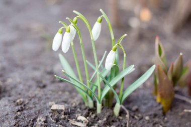 Baharın başlarında beyaz kar damlaları