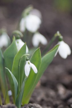 Baharın başlarında Kiev 'de kar damlaları. Kırmızı Kitap 'ta listelenmiştir.