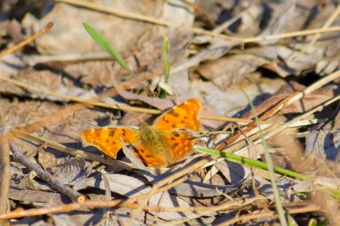 İlkbaharda ormanda çokgonya sorgusu