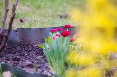 Baharın baharı Bellis L. Bahçede kırmızı