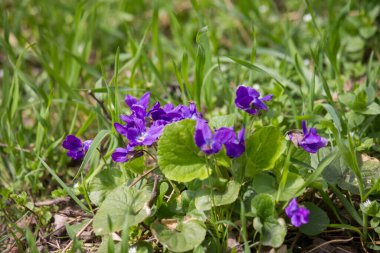 Mavi Viola reichenbachiana Bahçe yatağında