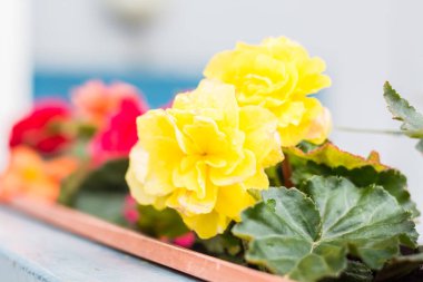 Bahçe düzenleme balkonlarında sarı begonya