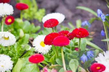 Baharın ilk renkli papatyaları bahçede. Çok renkli Bellis çiçekleri.