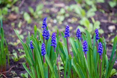 Fare sümbülü. Engerek yayı. Bahçede açan mavi Muscari