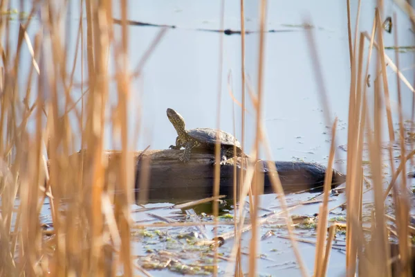 The turtle climbed out of the lake to warm up