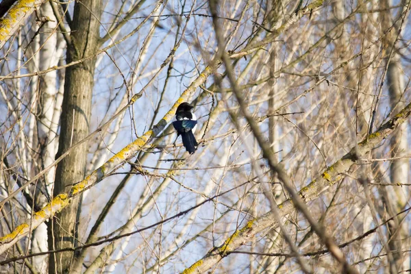 Magpie Tree Early Spring — стокове фото