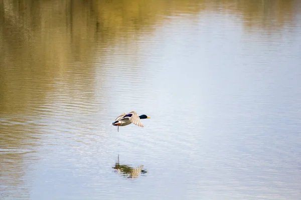 Kaczki Jeziorze Wczesną Wiosną — Zdjęcie stockowe