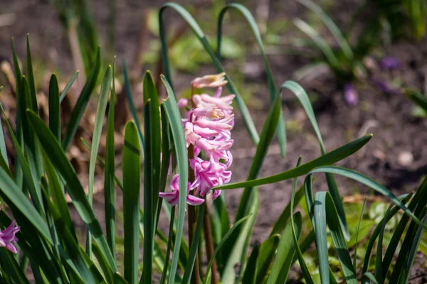 Bahçede pembe sümbüller. Hyacinthus.