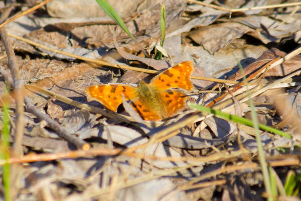 Polygonia interrogationis in the spring in the forest