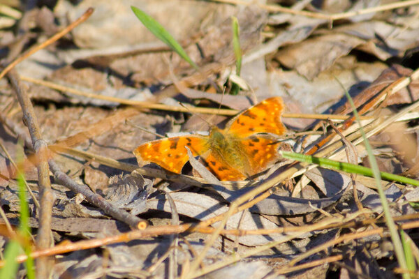 Polygonia interrogationis in the spring in the forest