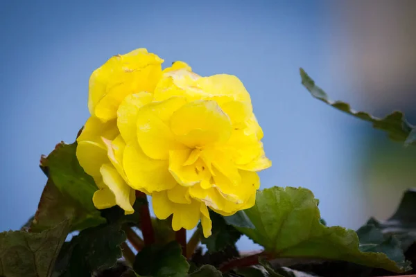 Begonia Gialla Balconi Paesaggistici — Foto Stock