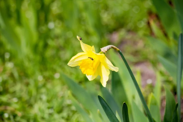 Insekt Auf Einer Narzissenblüte Gelber Narziss — Stockfoto