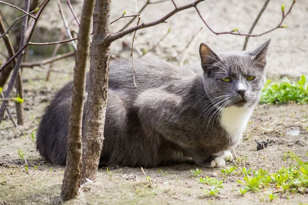 一只灰色无家可归的猫躺在房子附近 — 图库照片