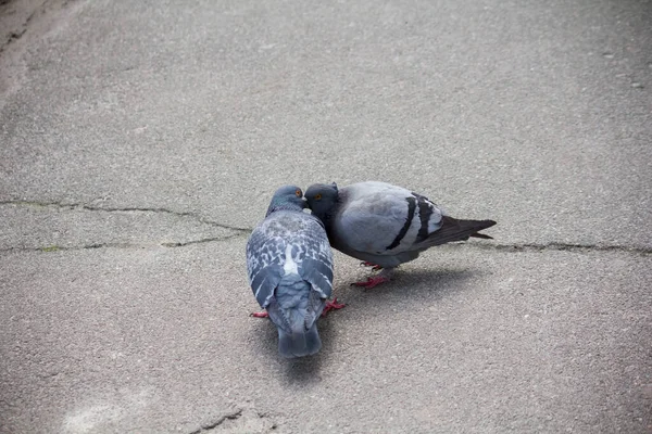 Doves Kiss Road — Stock Photo, Image