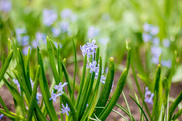 Blue Scilla Στον Κήπο — Φωτογραφία Αρχείου