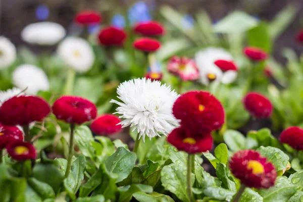 庭で最初の春の多色のデイジー 多色ベリスの花 — ストック写真