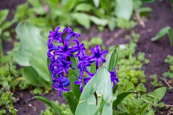 Blauwe Hyacinten Tuin Hyacinthus — Stockfoto