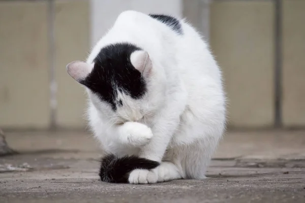 猫は食べた後に洗う — ストック写真