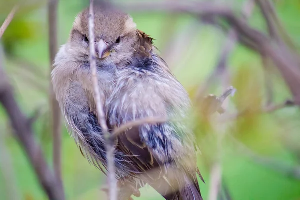 Sparrow Sits Bush Close — Stock Photo, Image