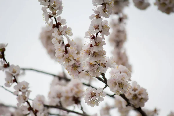 Blommande Aprikos Gren Våren Frukt Blomma — Stockfoto