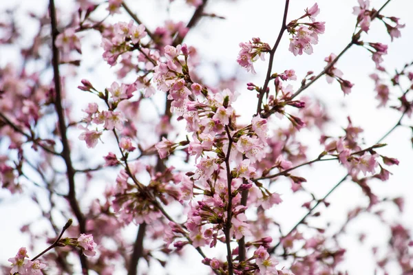 Textur Der Rosa Sakura Zweige — Stockfoto