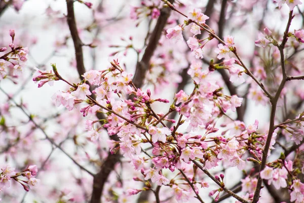 Textur Der Rosa Sakura Zweige — Stockfoto
