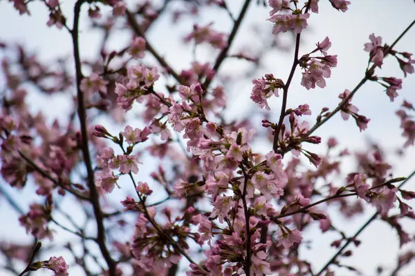 Texture Des Branches Sakura Rose — Photo