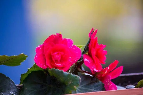 Begonia Rossa Balconi Paesaggistici — Foto Stock